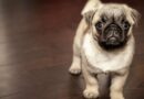 Chien pas cher
