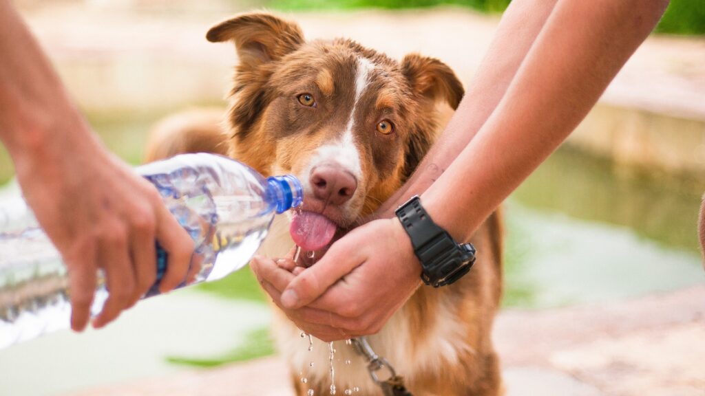 Chien qui boit beaucoup pourquoi