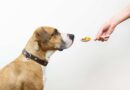 Cortisone pour chien