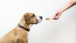 Cortisone pour chien