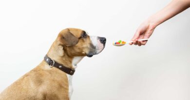 Cortisone pour chien