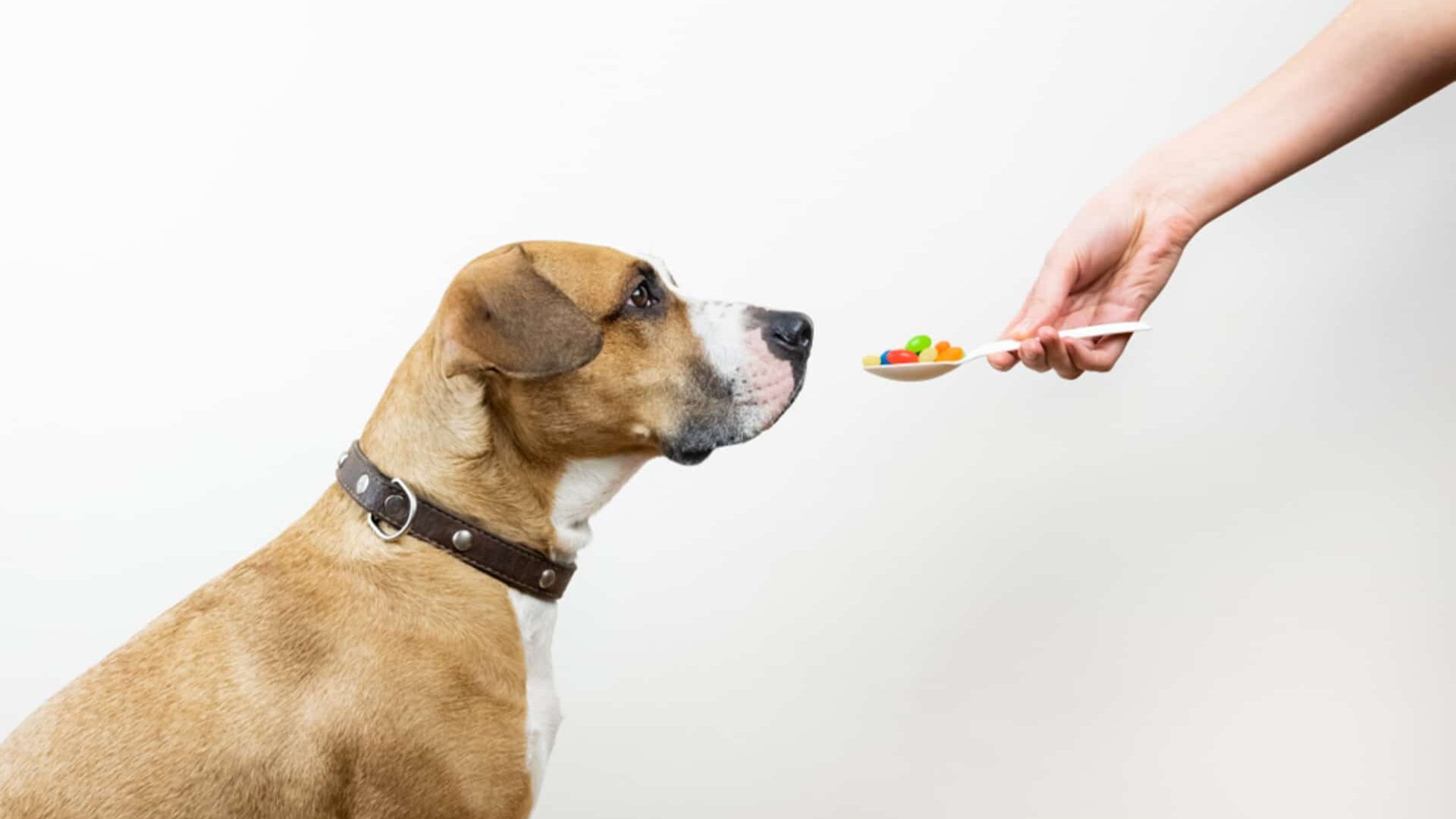 Cortisone pour chien : définition, quand et comment en donner ?