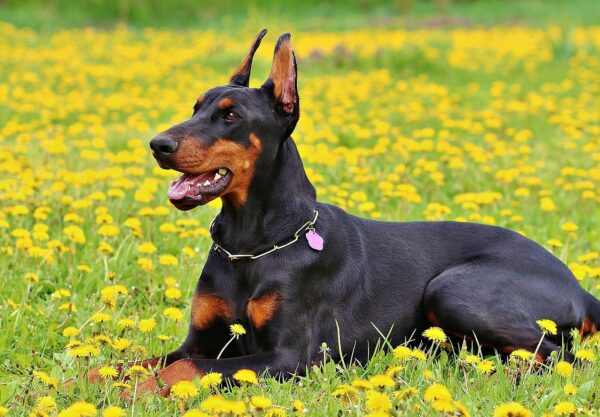 Doberman