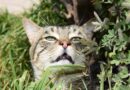 Enlever urine du chat