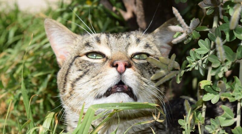 Enlever urine du chat