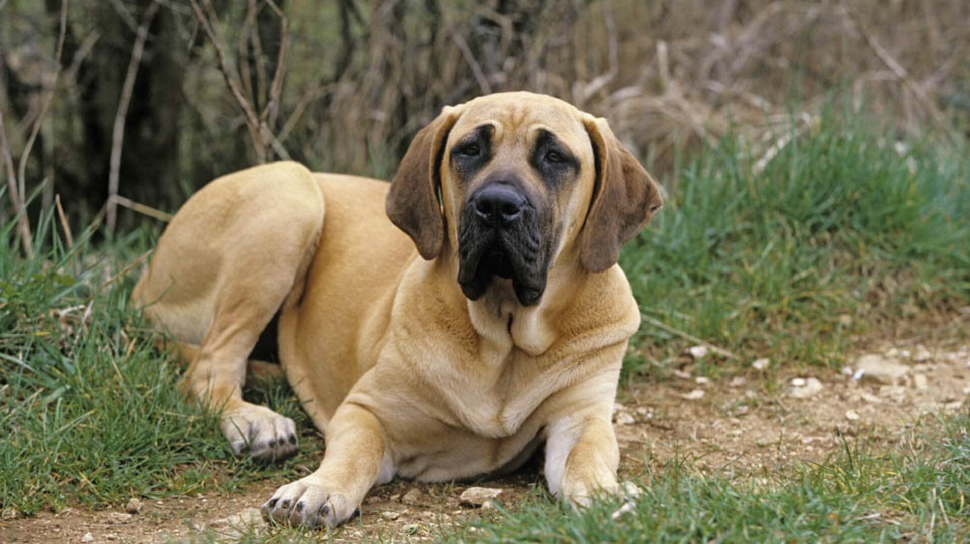 Fila brasileiro