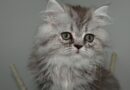 Gastrite chez le chat