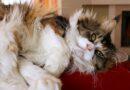 Gros chat