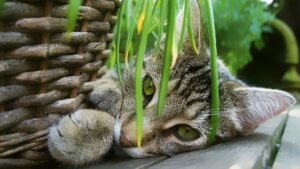 Herbe à chat