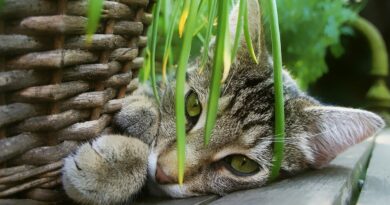 Herbe à chat