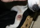 Kyste chez le chien