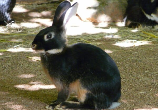 Lapin chèvre