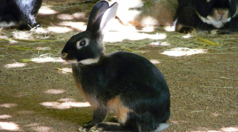 Lapin chèvre