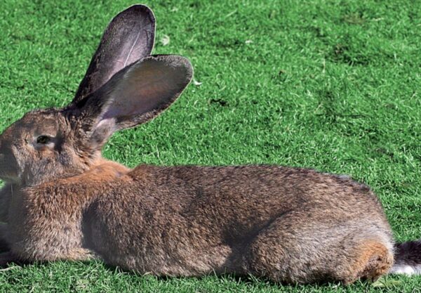 Lapin géant des Flandres