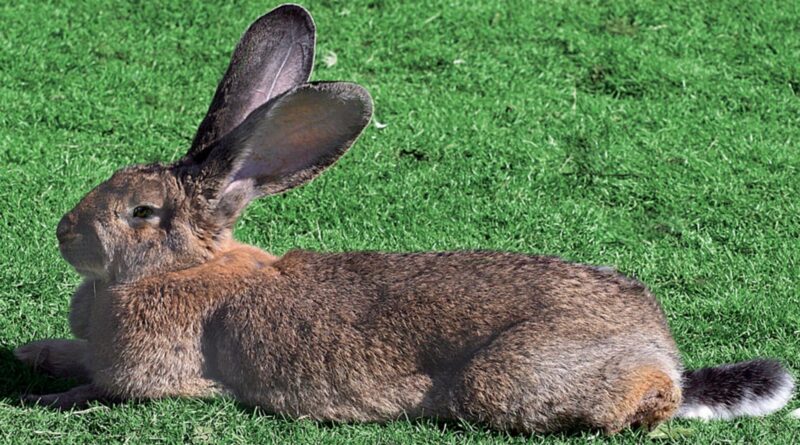 Lapin géant des Flandres