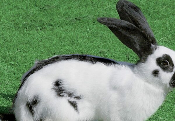 Lapin géant papillon français