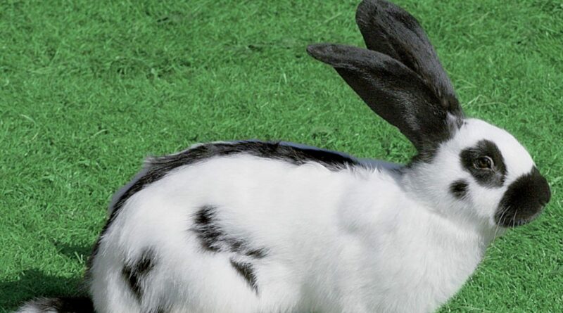 Lapin géant papillon français