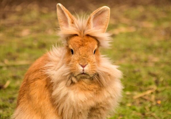 Lapin nain tête de lion