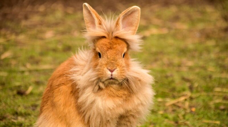 Lapin nain tête de lion