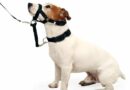 Licol pour chien