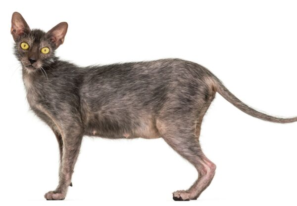 Lykoi