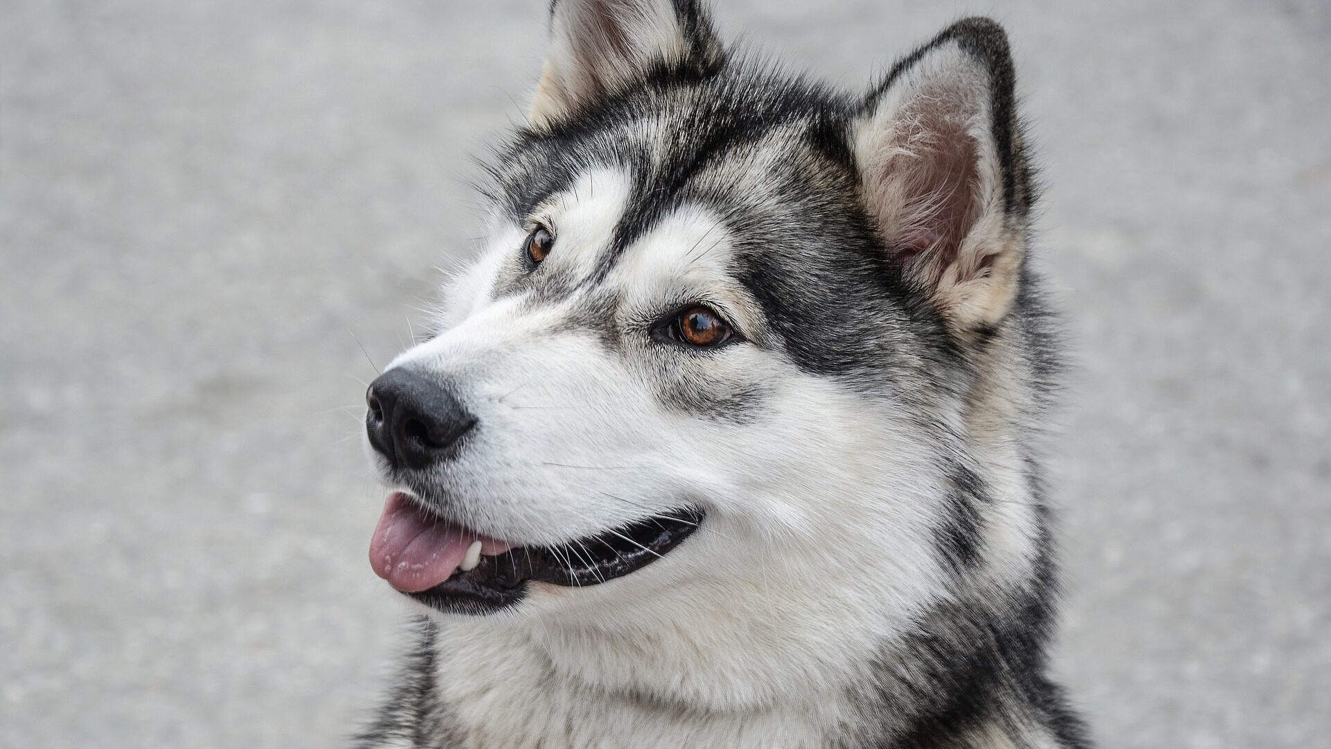 Malamute