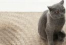 Malpropreté du chat