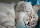 Mise bas chez le chat