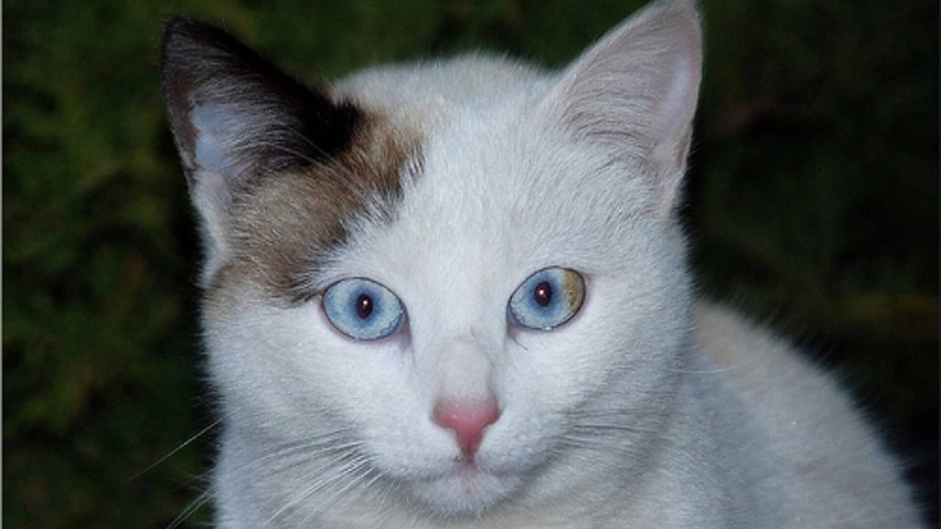 Ojos Azules 2