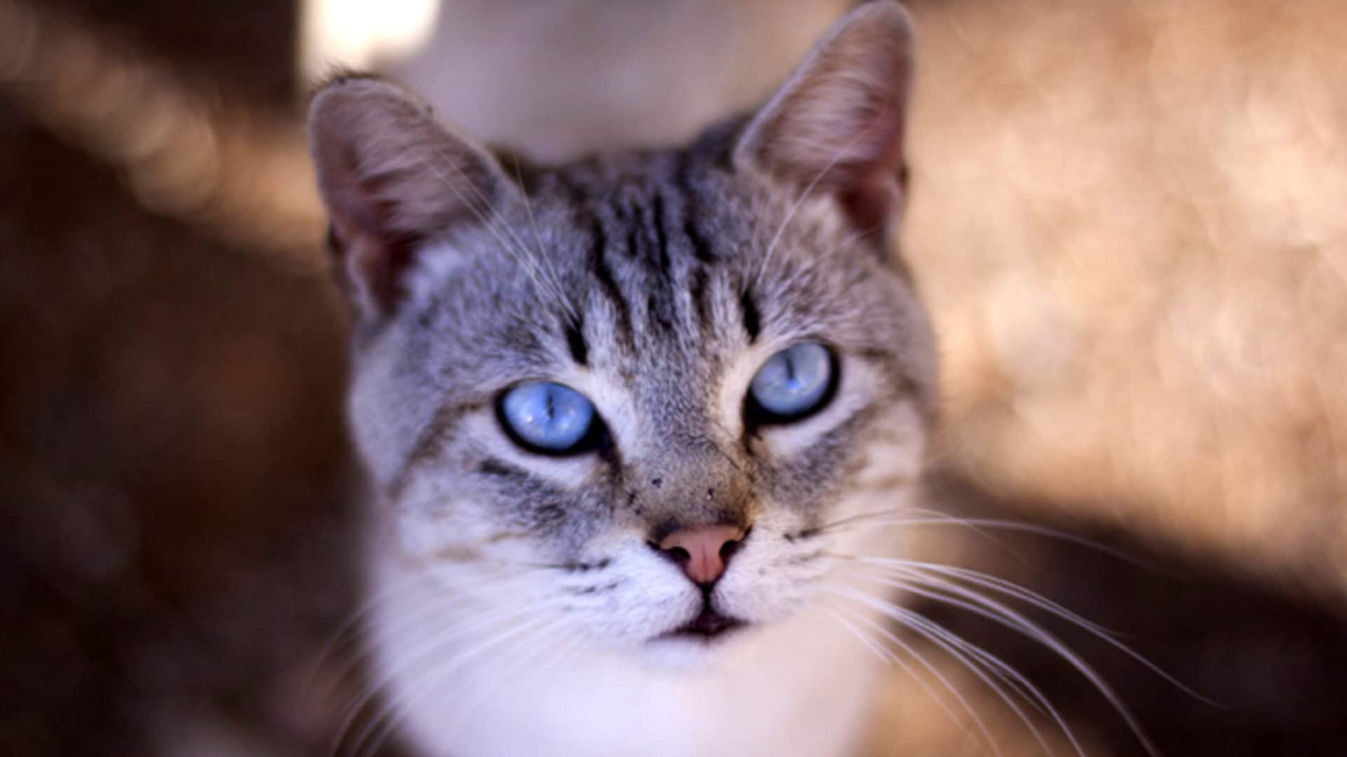 Ojos Azules