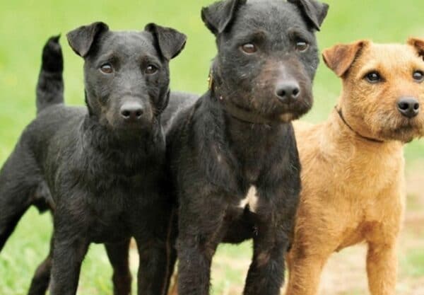 Patterdale terrier