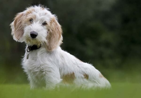 Petit basset griffon vendéen