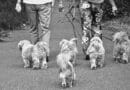 Promeneur de chien