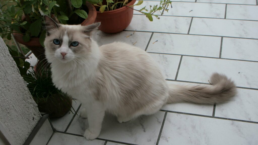 Ragdoll