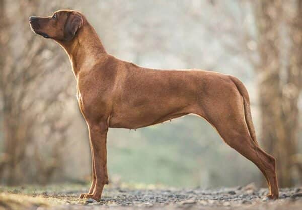Rhodesian ridgeback