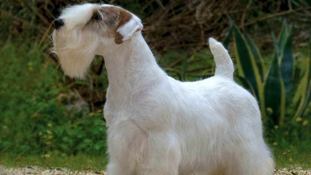 Sealyham terrier