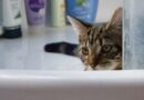 Shampoing pour chat