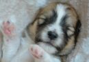 Sommeil du chien