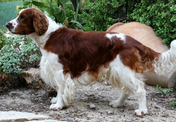 Springer spaniel