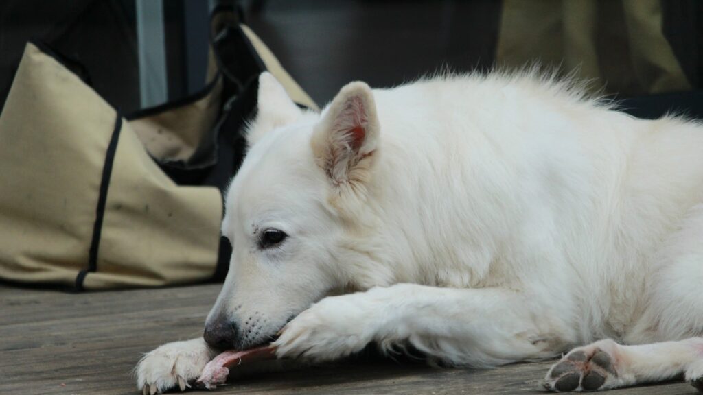 Viande pour chien