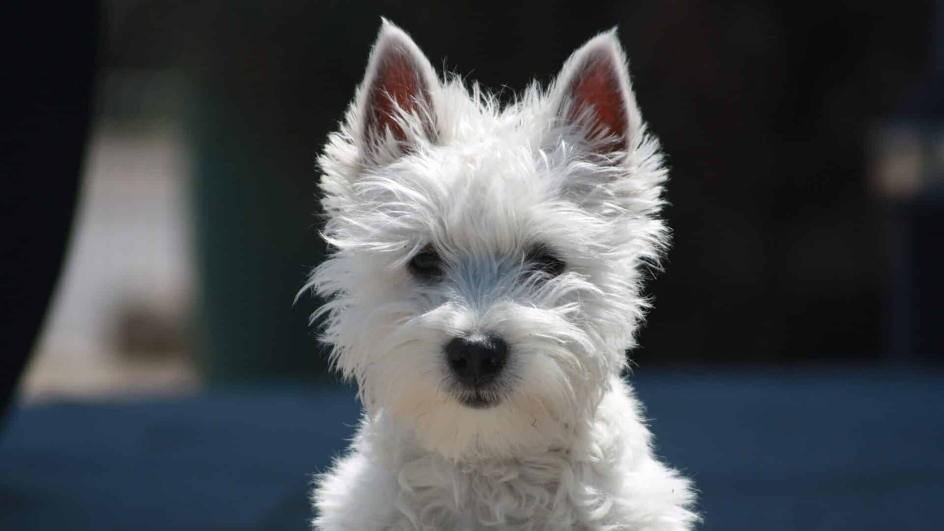 Westie