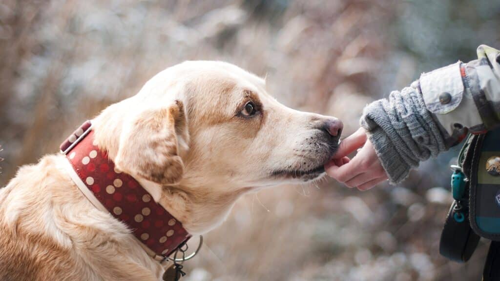 acquérir un Chien pas cher