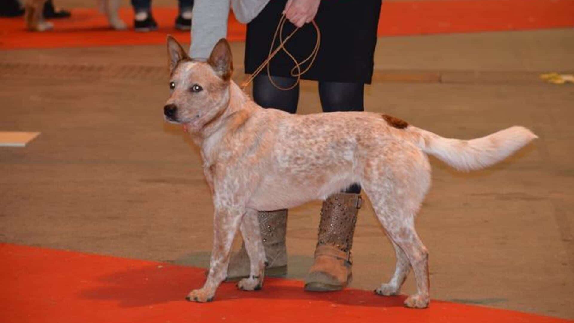 adopter Bouvier australien