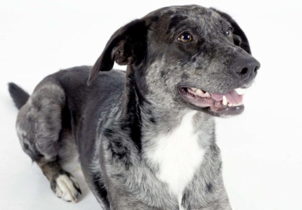 adopter Chien léopard catahoula