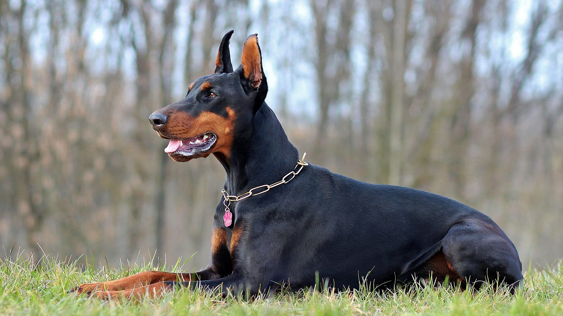 adopter Doberman