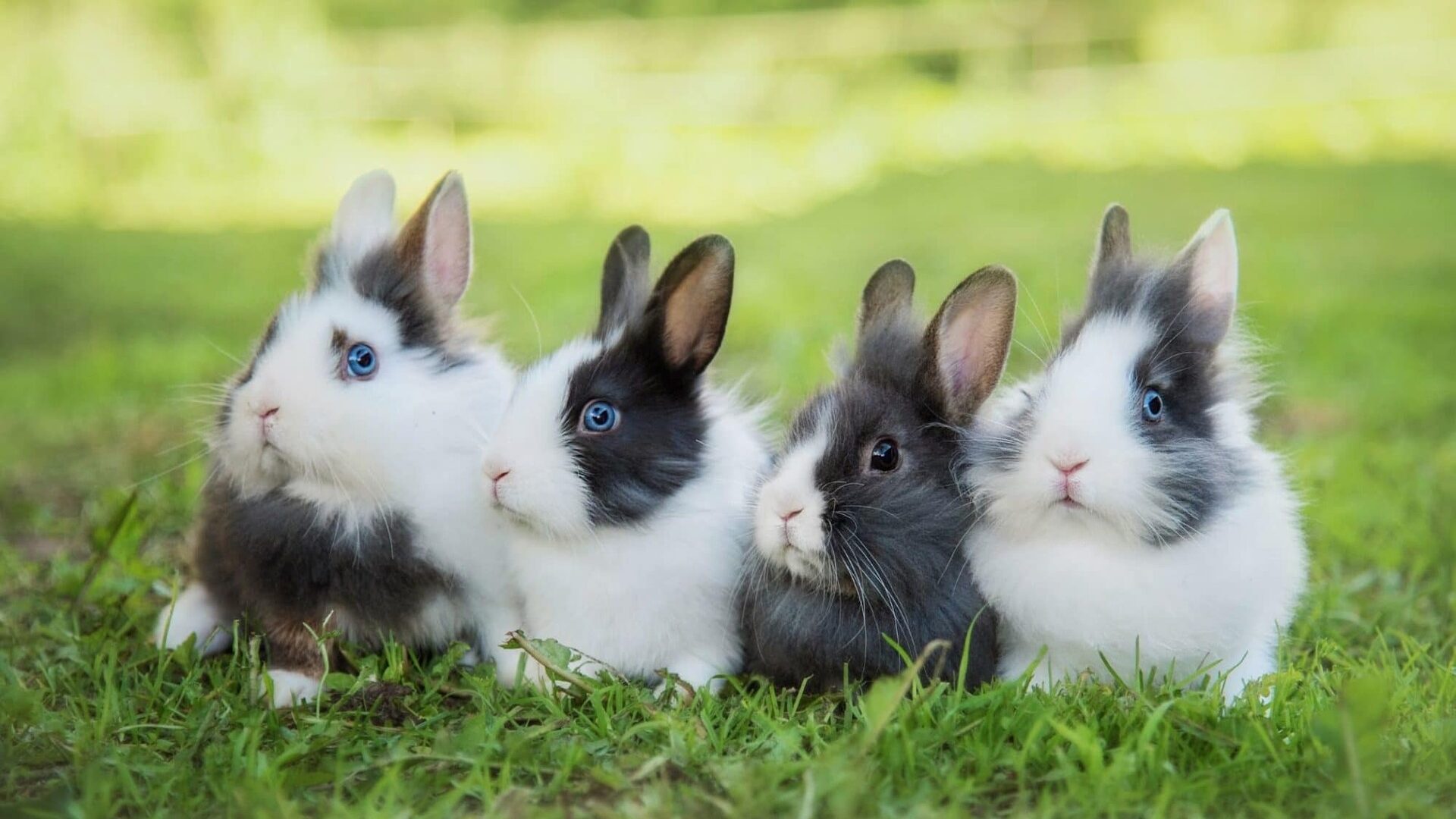 La photo mignonne de la semaine !  - Page 2 Adopter-Lapin-nain-de-couleur-e1619121840743