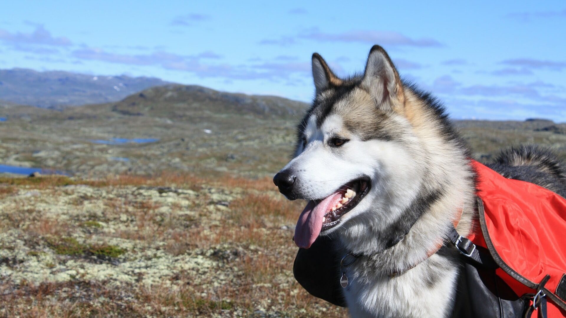 adopter Malamute