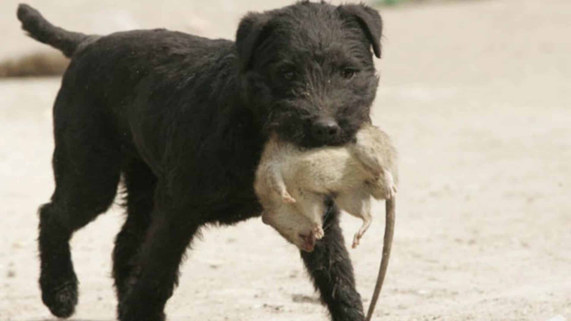 adopter Patterdale terrier