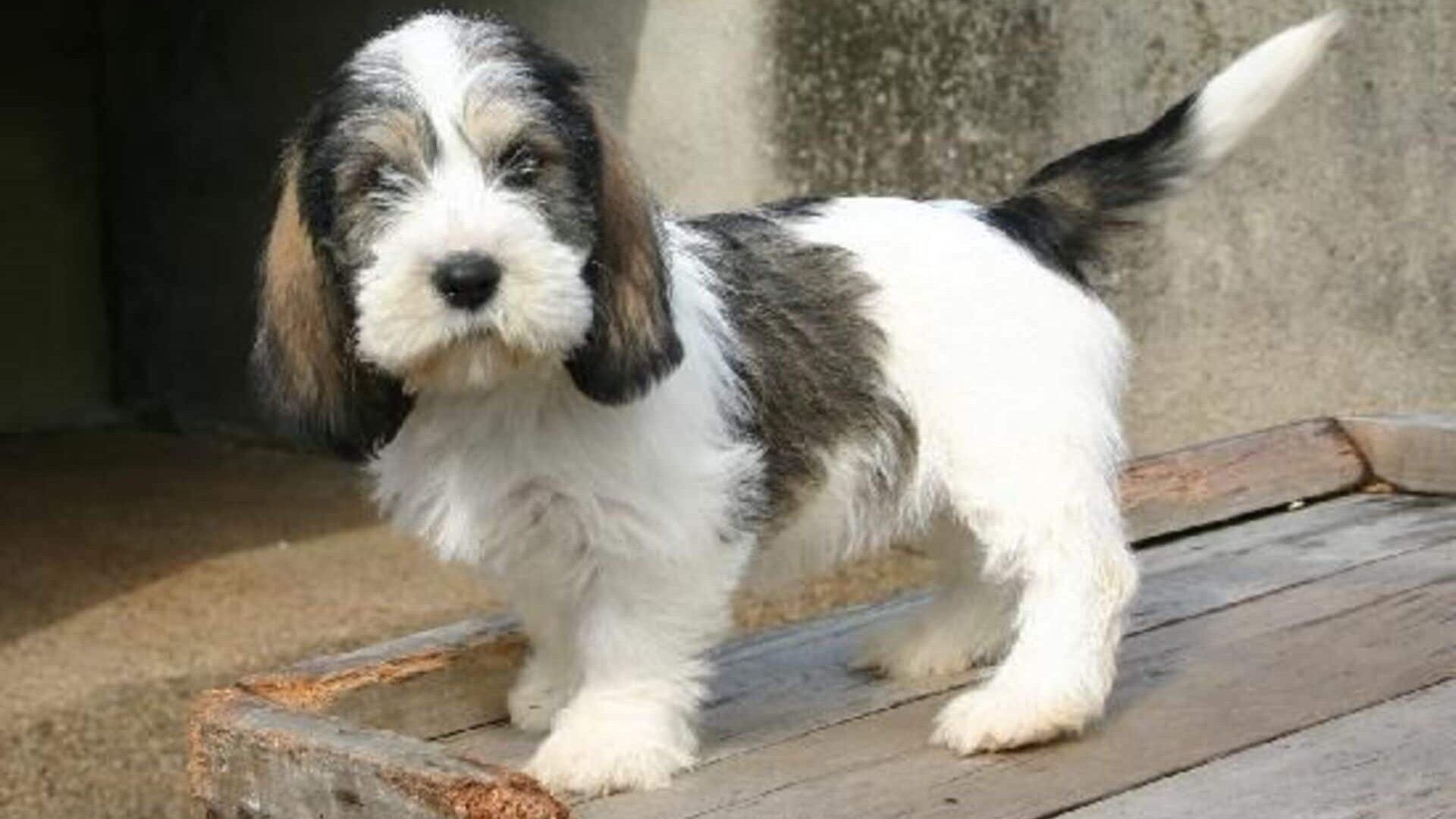 adopter Petit basset griffon vendéen