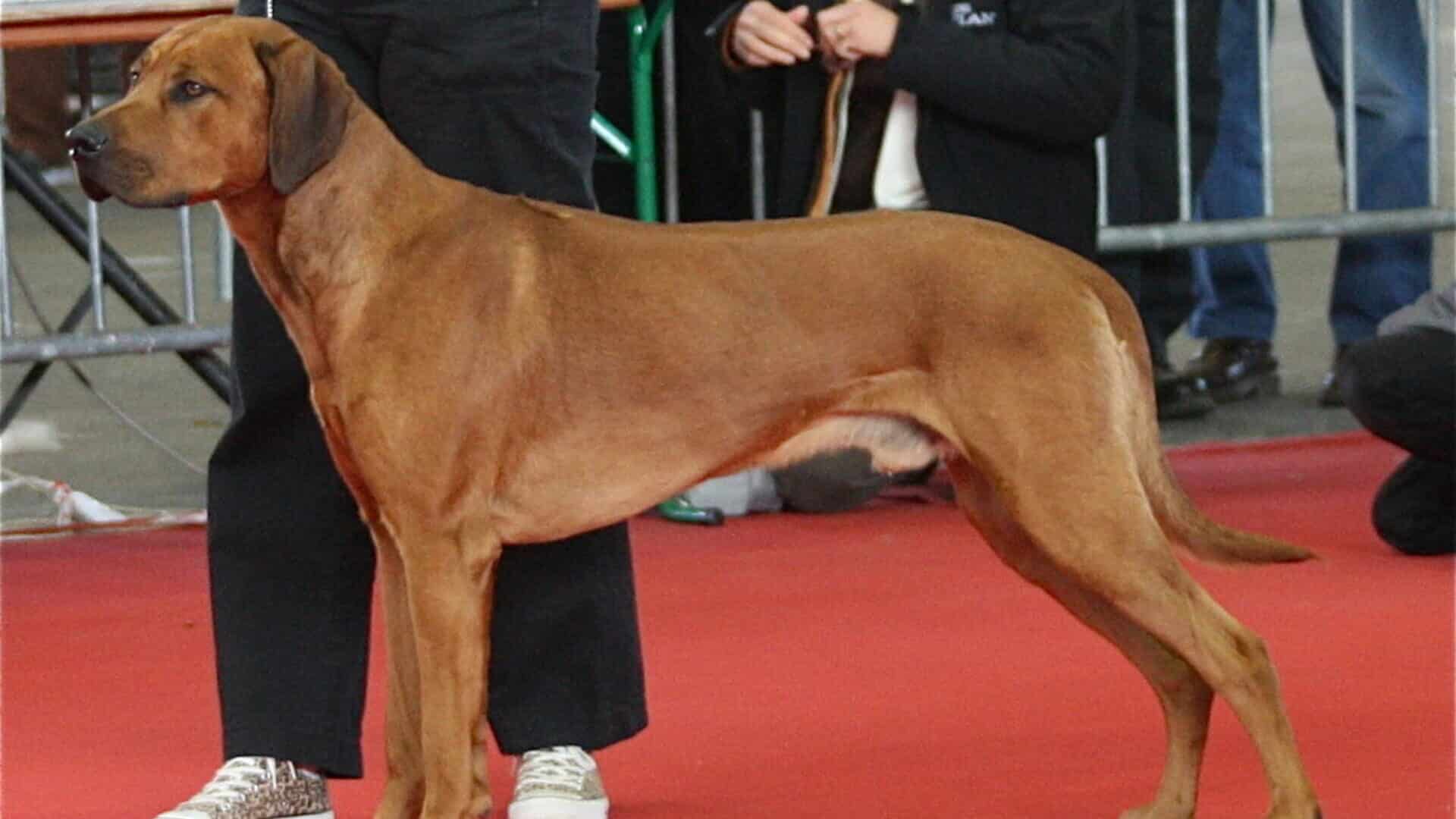 adopter Rhodesian ridgeback